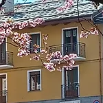 Il Larice *