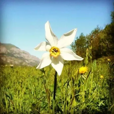 Il Larice Salbertrand