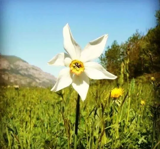 Il Larice Salbertrand